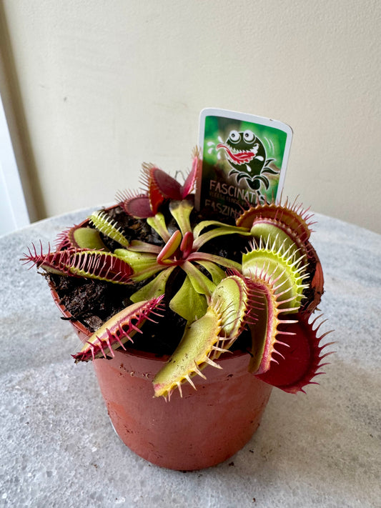 Dionaea Muscipula - Venus Fly Trap