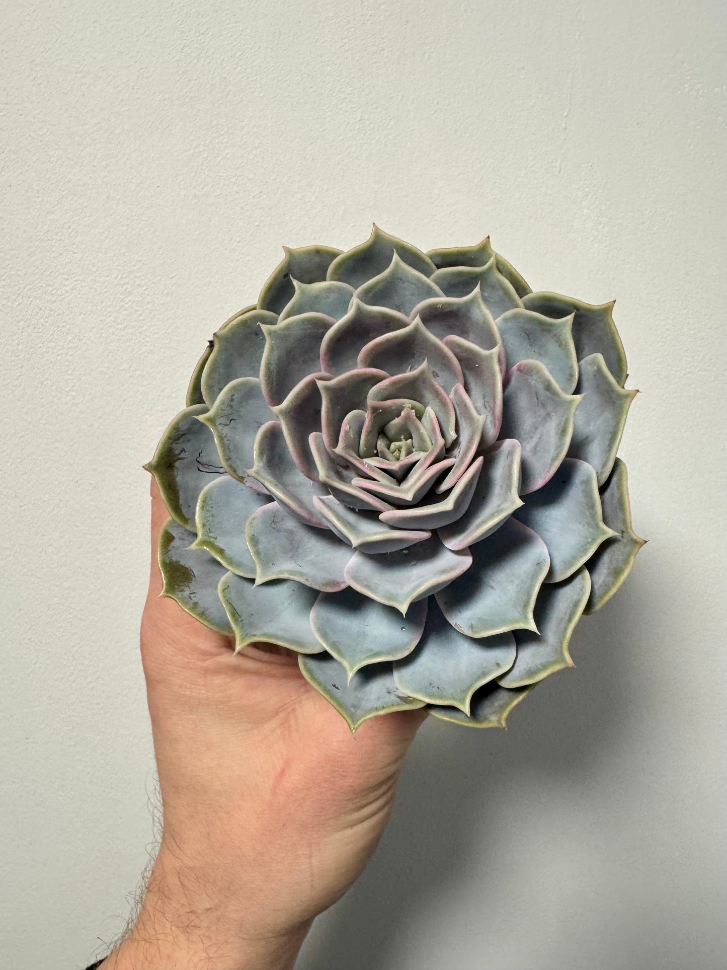 Echeveria Perle von Nurnberg - Pearl of Nurnberg