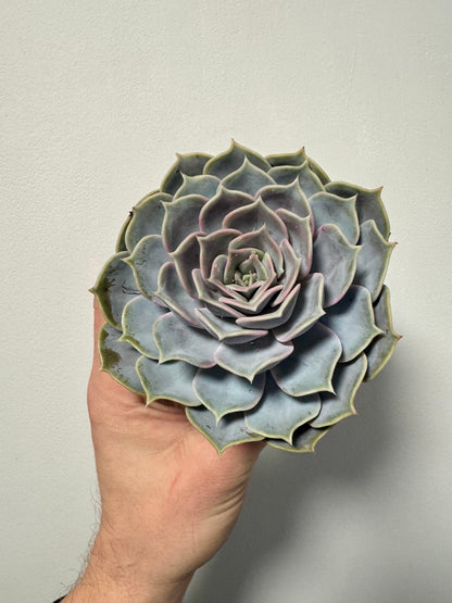 Echeveria Perle von Nurnberg - Pearl of Nurnberg