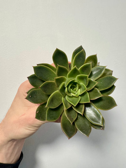 Echeveria Agavoides - Molded Wax Agave