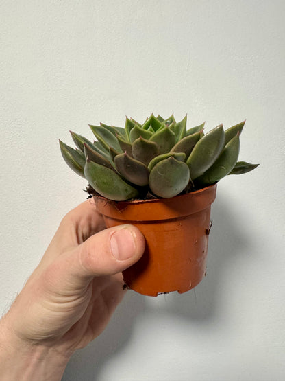Echeveria Agavoides - Molded Wax Agave