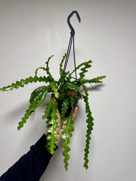 Fishbone Cactus Epiphyllum anguliger trailing jungle cactus UK