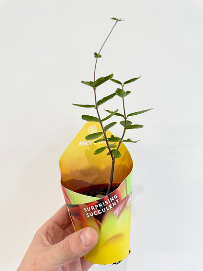 Fockea edulis caudex plant full plant