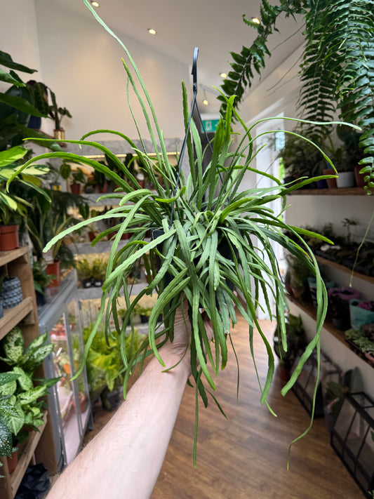 Forest cactus Lepismium bolivianum trailing indoor plant