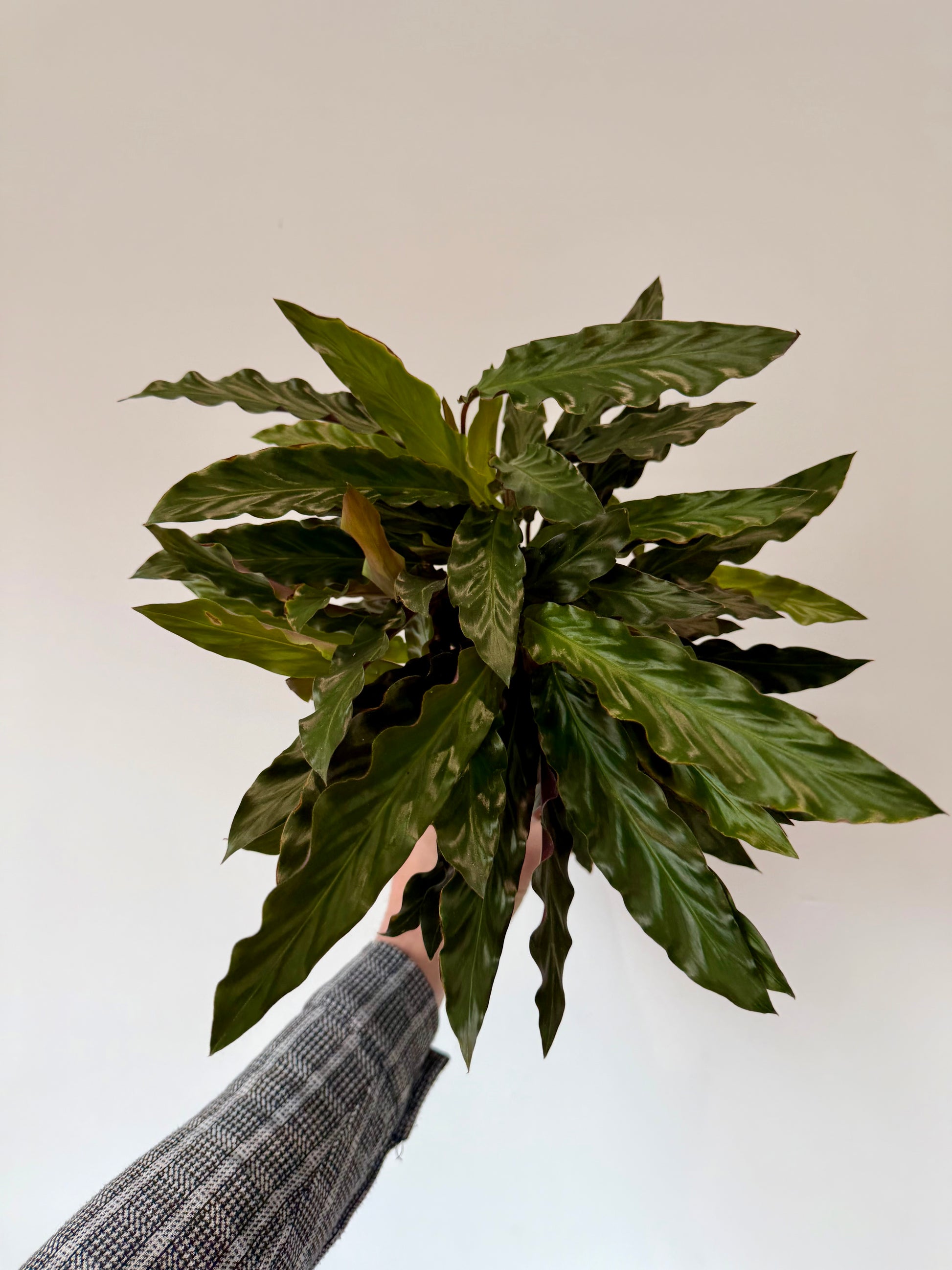 Furry Feather Calathea rufibarba full plant