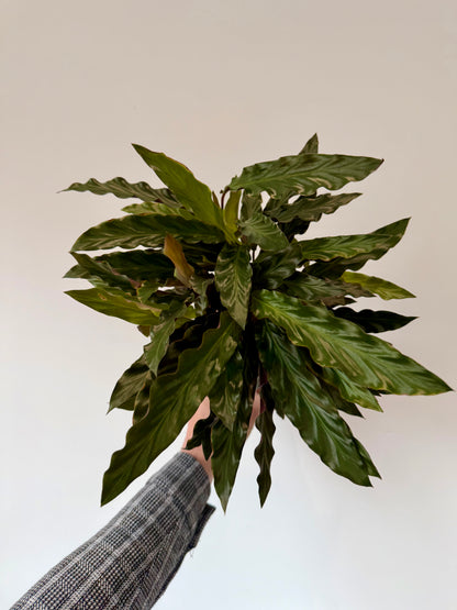 Furry Feather Calathea rufibarba full plant
