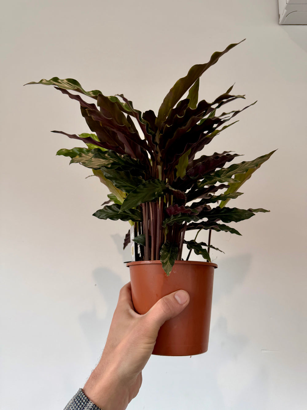 Furry Feather Calathea soft leaf texture