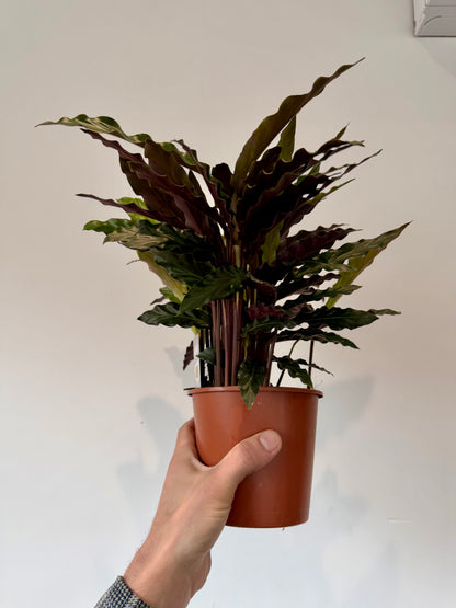 Furry Feather Calathea soft leaf texture