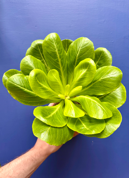 Brighamia Insignis - Hawaiian Vulcan Palm