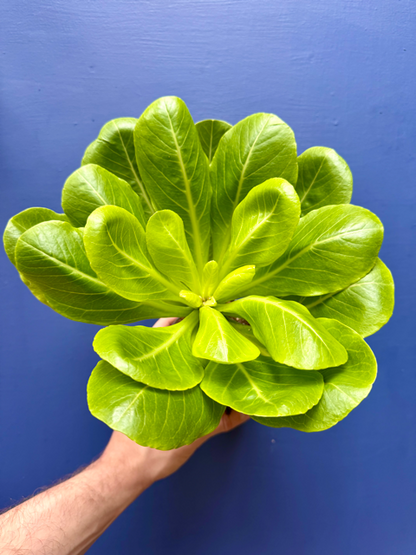 Brighamia Insignis - Hawaiian Vulcan Palm
