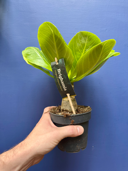 Brighamia Insignis - Hawaiian Vulcan Palm