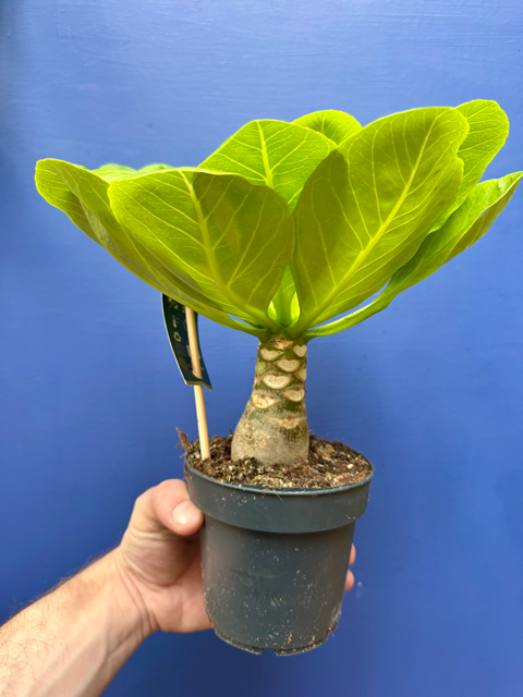 Brighamia Insignis - Hawaiian Vulcan Palm