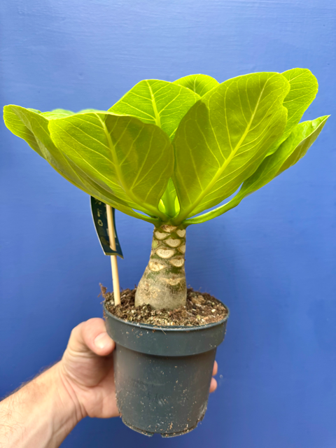 Brighamia Insignis - Hawaiian Vulcan Palm