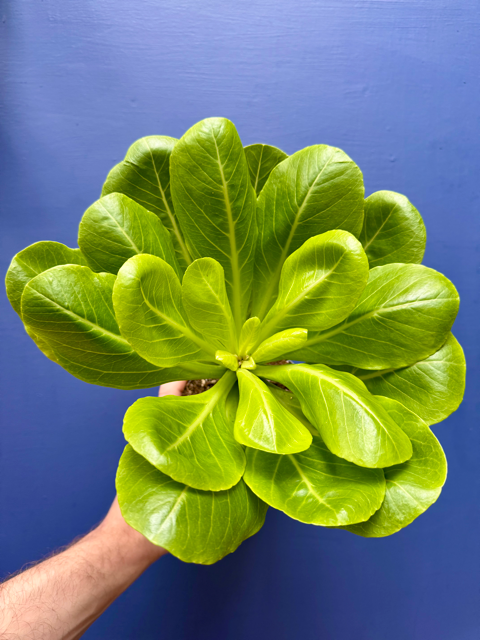 Brighamia Insignis - Hawaiian Vulcan Palm