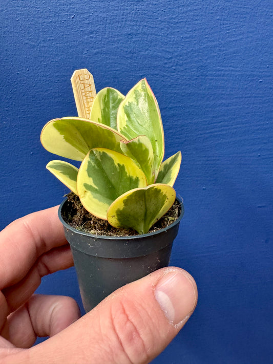 Peperomia Obtusifolia Variegata - Rubber Plant