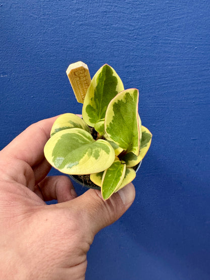 Peperomia Obtusifolia Variegata - Rubber Plant