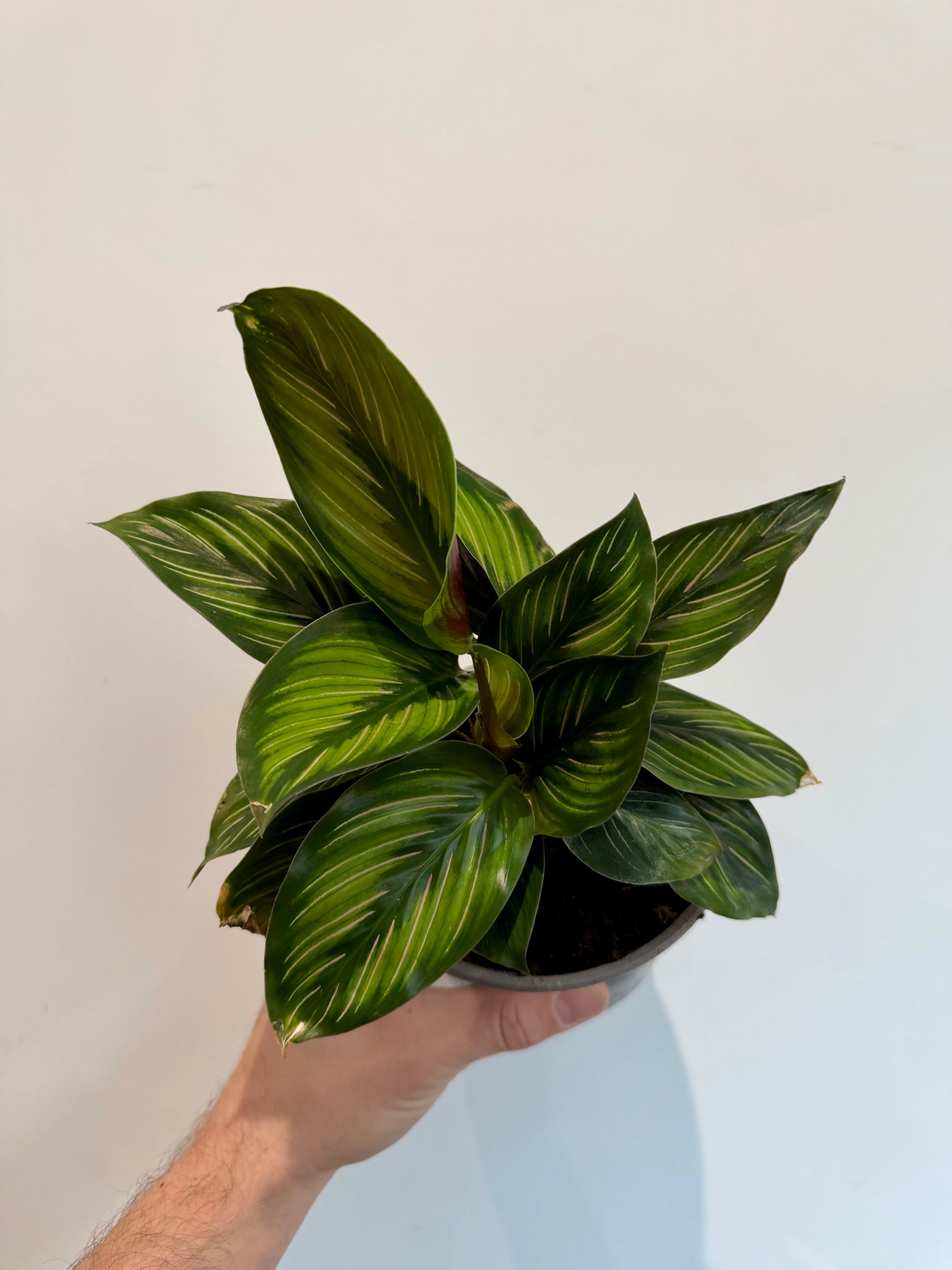 Beauty Star Calathea (Goeppertia 'Beauty Star')