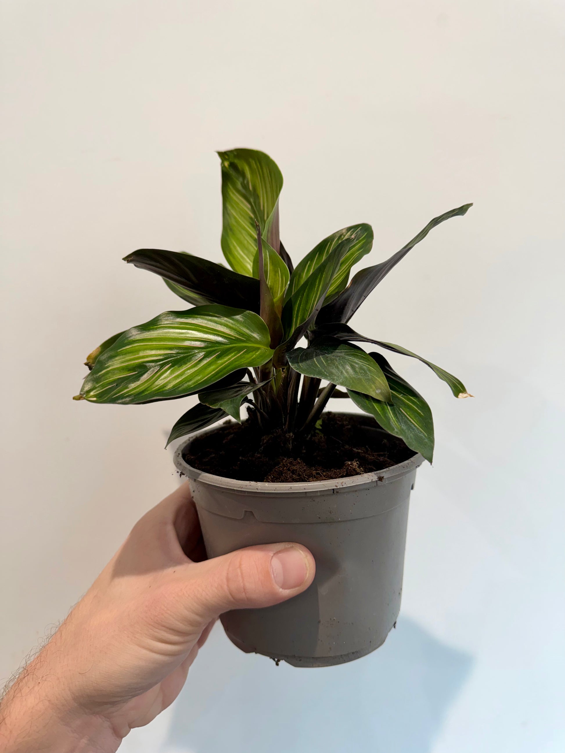 Beauty Star Calathea (Goeppertia 'Beauty Star')