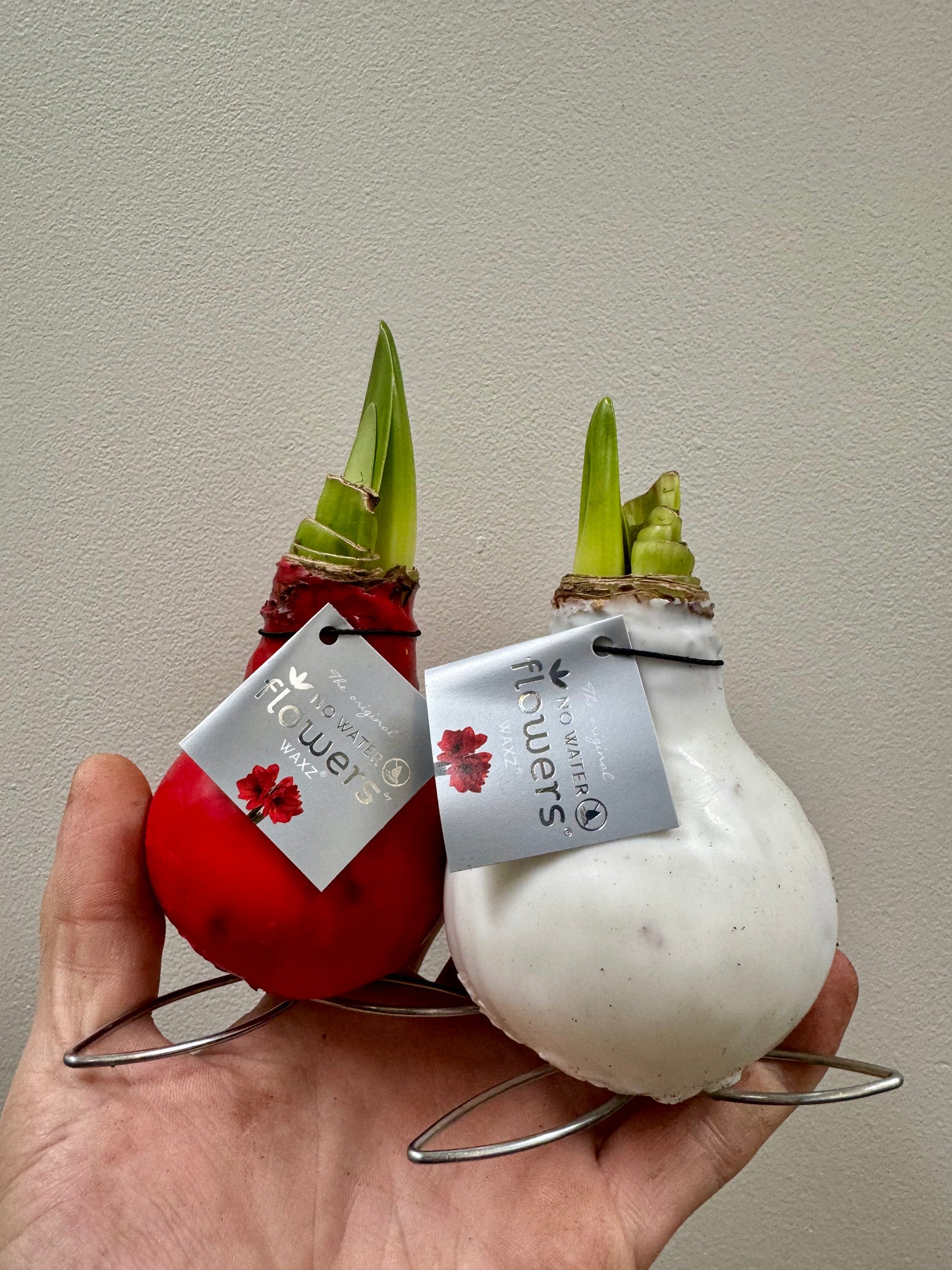 Amaryllis Bulb in Wax - Hippeastrum Kolibri