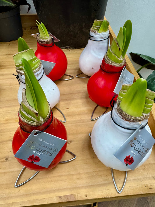 Amaryllis Bulb in Wax - Hippeastrum Kolibri