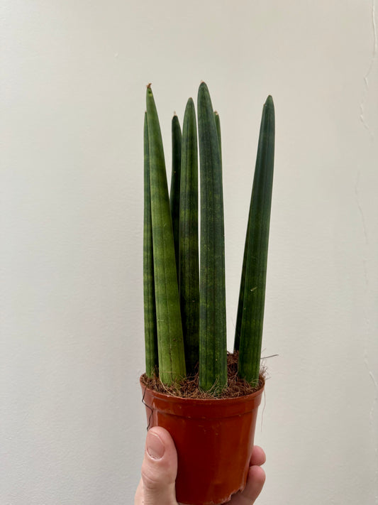 Sansevieria Cylindrica / Dracaena Angolensis - Cylindrical Snake Plant