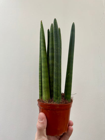 Sansevieria Cylindrica / Dracaena Angolensis - Cylindrical Snake Plant