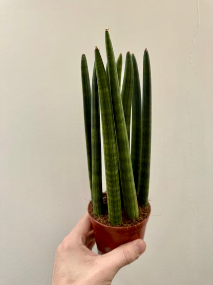 Sansevieria Cylindrica / Dracaena Angolensis - Cylindrical Snake Plant