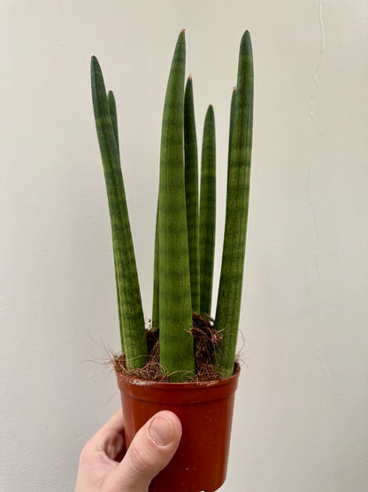 Sansevieria Cylindrica / Dracaena Angolensis - Cylindrical Snake Plant