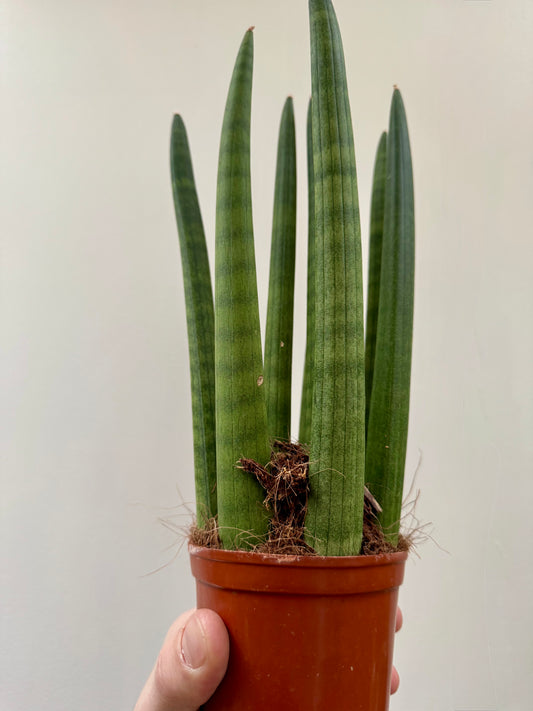 Sansevieria Cylindrica / Dracaena Angolensis - Cylindrical Snake Plant