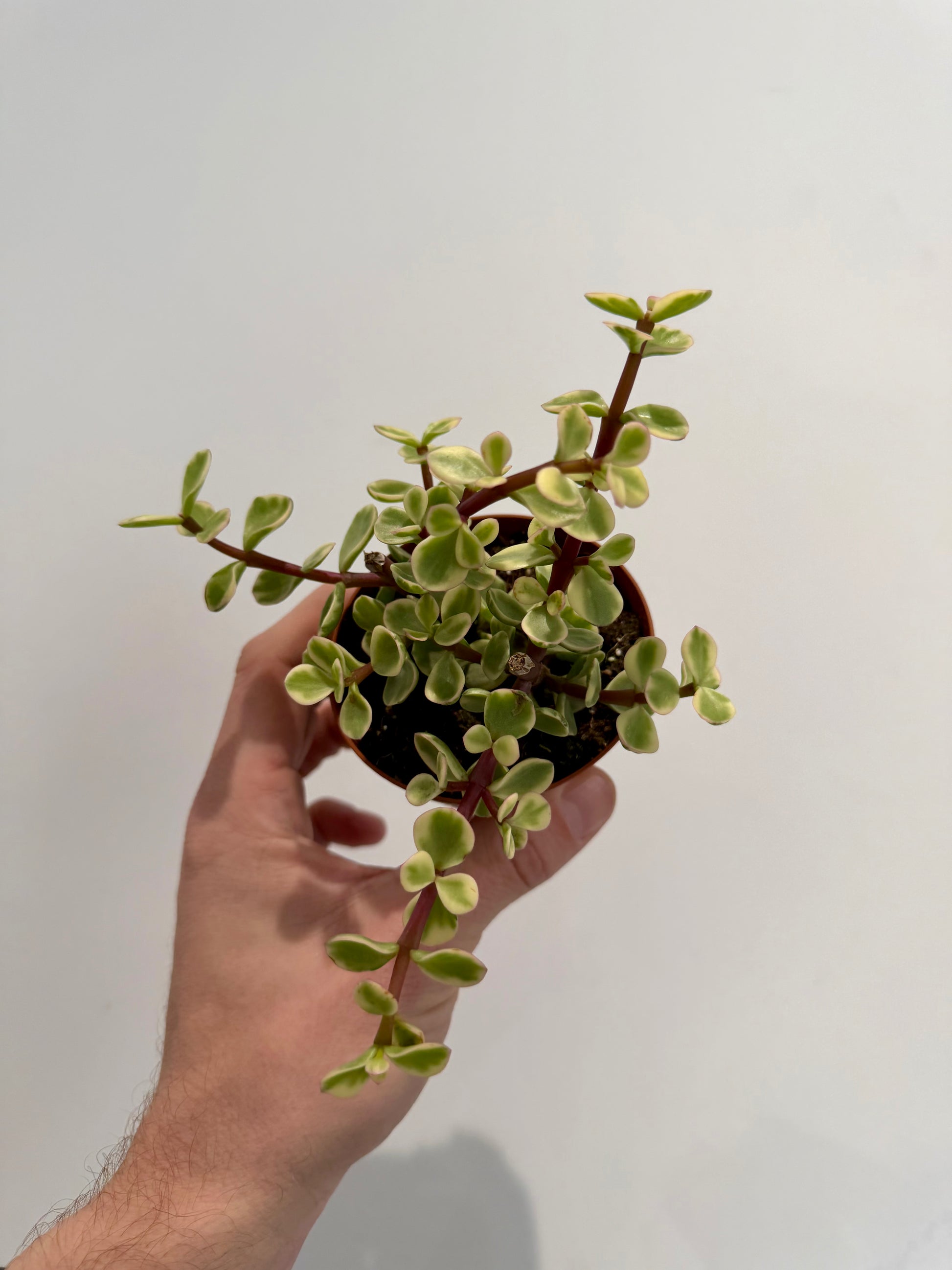 Elephant Bush (Portulacaria afra 'variegata')