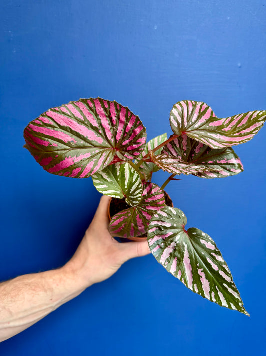 Begonia Brevirimosa - Begonia Exotica