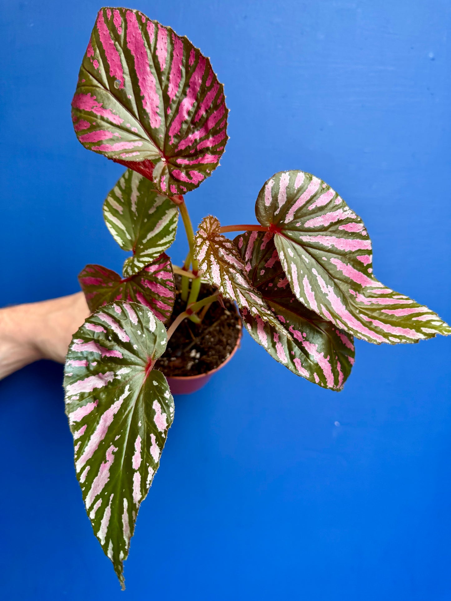 Begonia Brevirimosa - Begonia Exotica