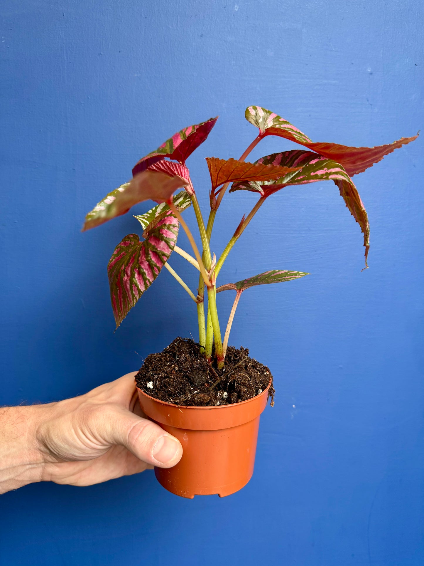 Begonia Brevirimosa - Begonia Exotica