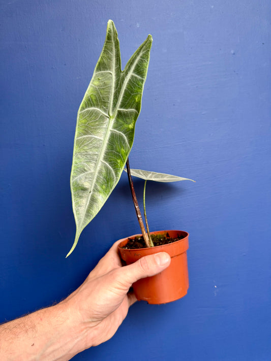 Alocasia Longiloba Silver