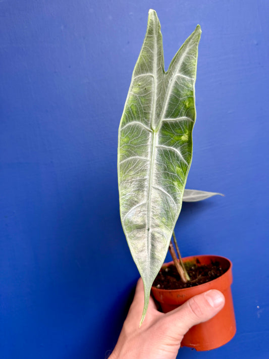 Alocasia Longiloba Silver