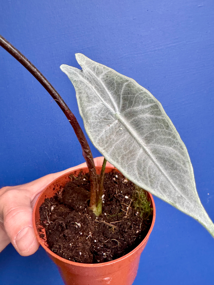 Alocasia Longiloba Silver