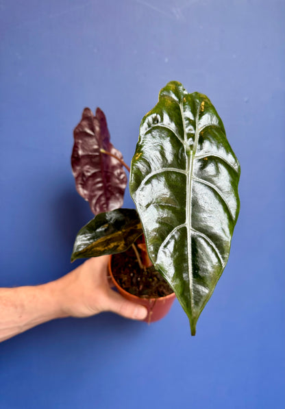 Alocasia Chantreri - King Alocasia