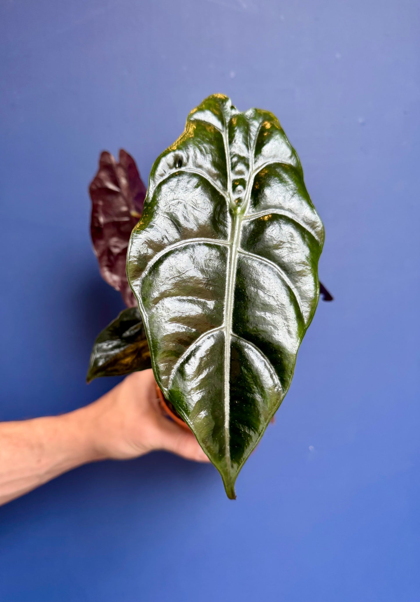 Alocasia Chantreri - King Alocasia