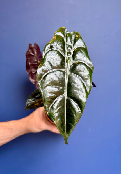 Alocasia Chantreri - King Alocasia