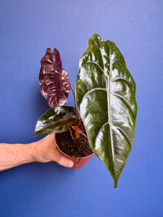 Alocasia Chantreri - King Alocasia