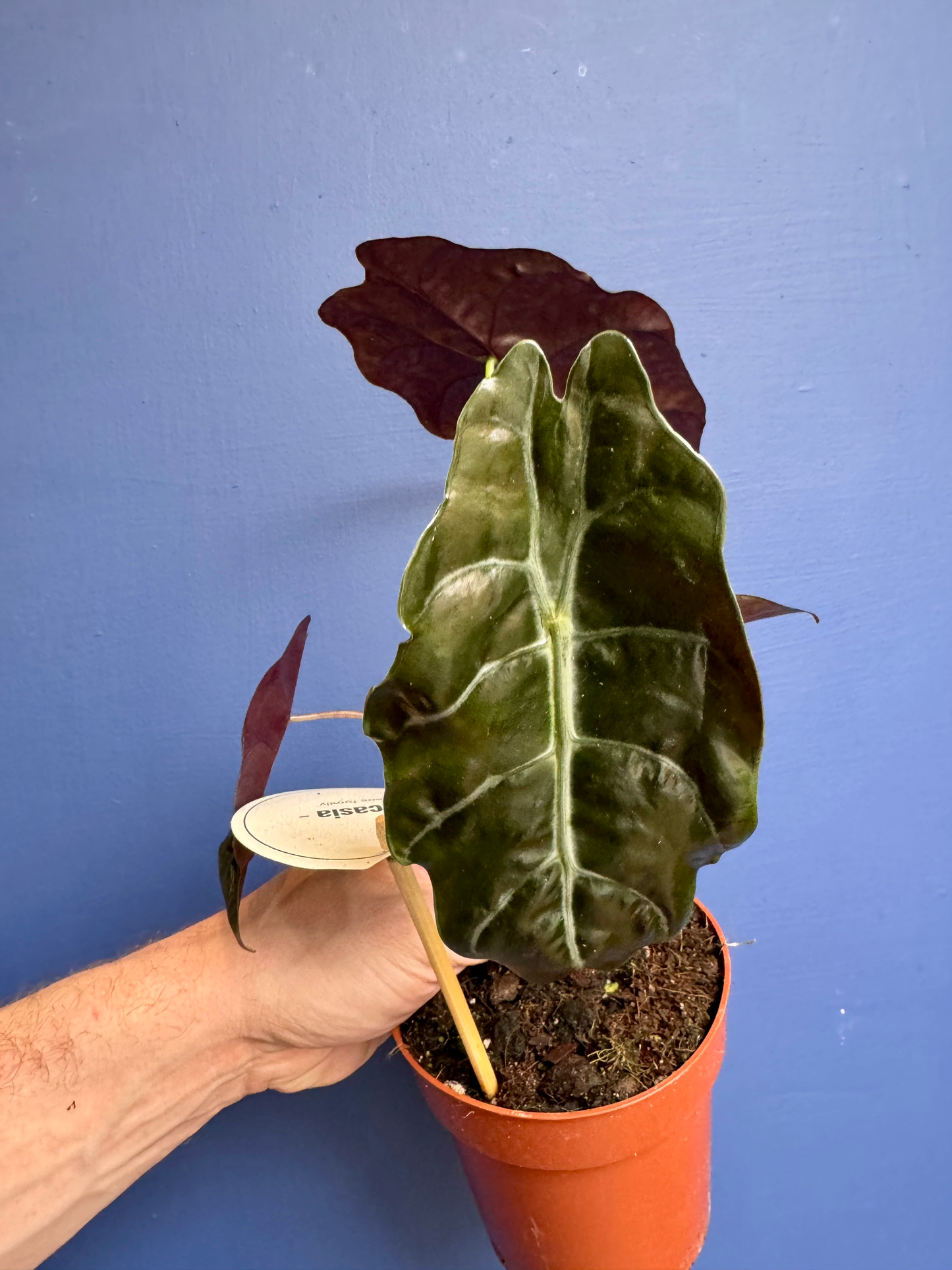 Alocasia Chantreri - King Alocasia