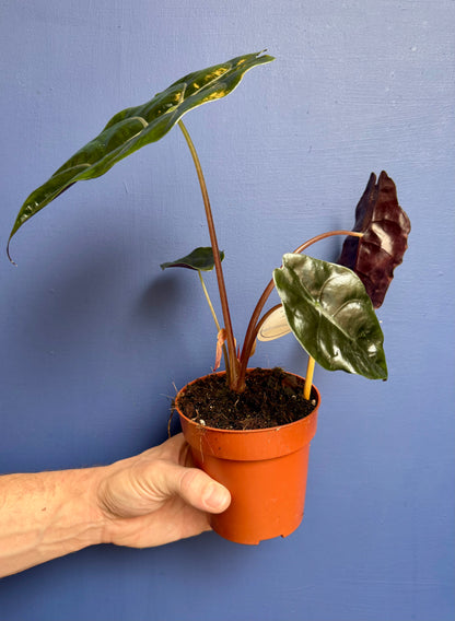 Alocasia Chantreri - King Alocasia