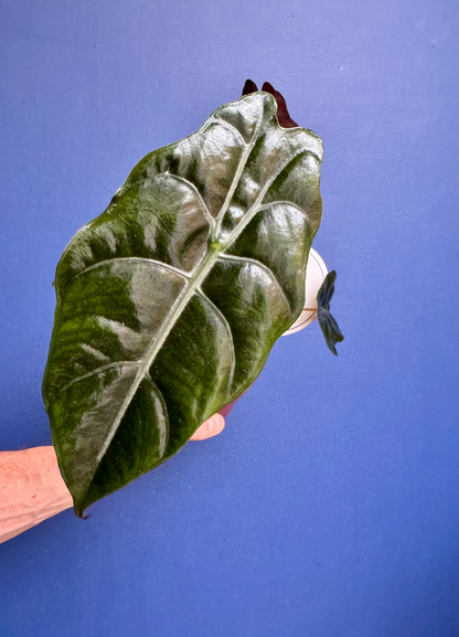 Alocasia Chantreri - King Alocasia