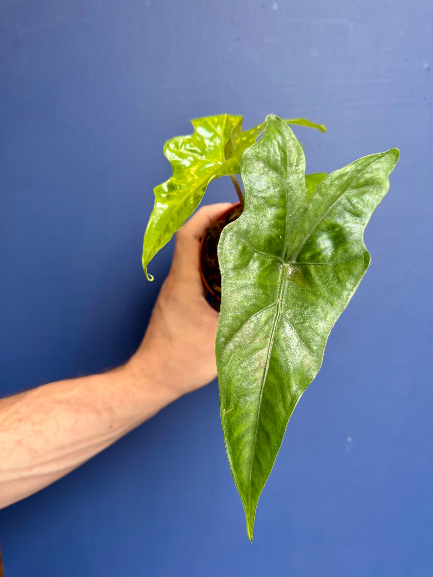Alocasia Nycteris - Alocasia Batwing