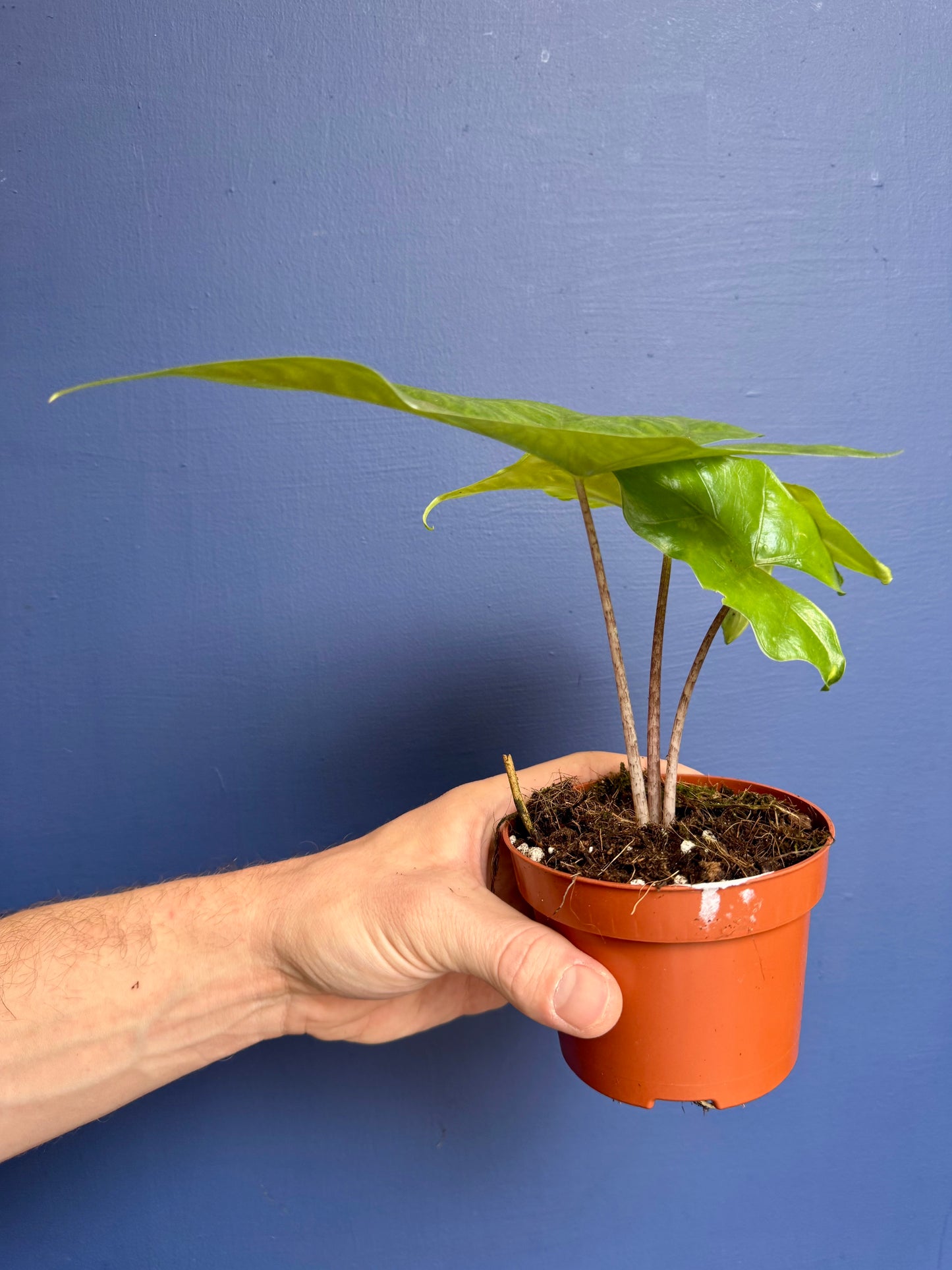 Alocasia Nycteris - Alocasia Batwing