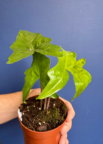 Alocasia Nycteris - Alocasia Batwing