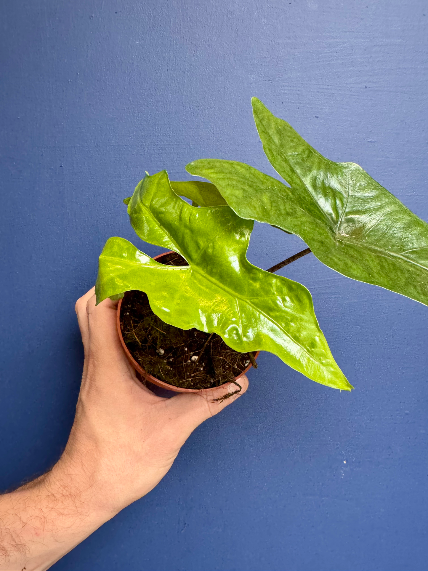 Alocasia Nycteris - Alocasia Batwing