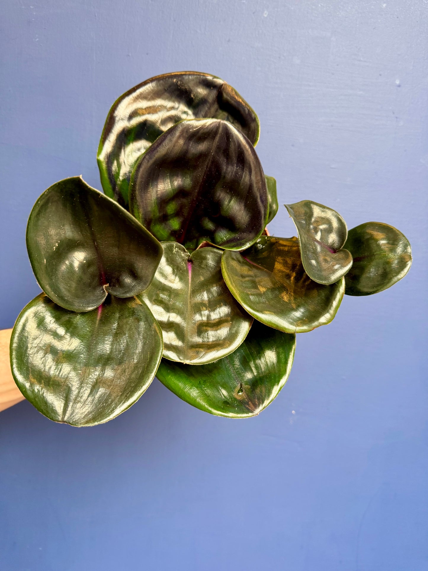 Geogenanthus Ciliatus Midnight Pearl - Jewel Plant