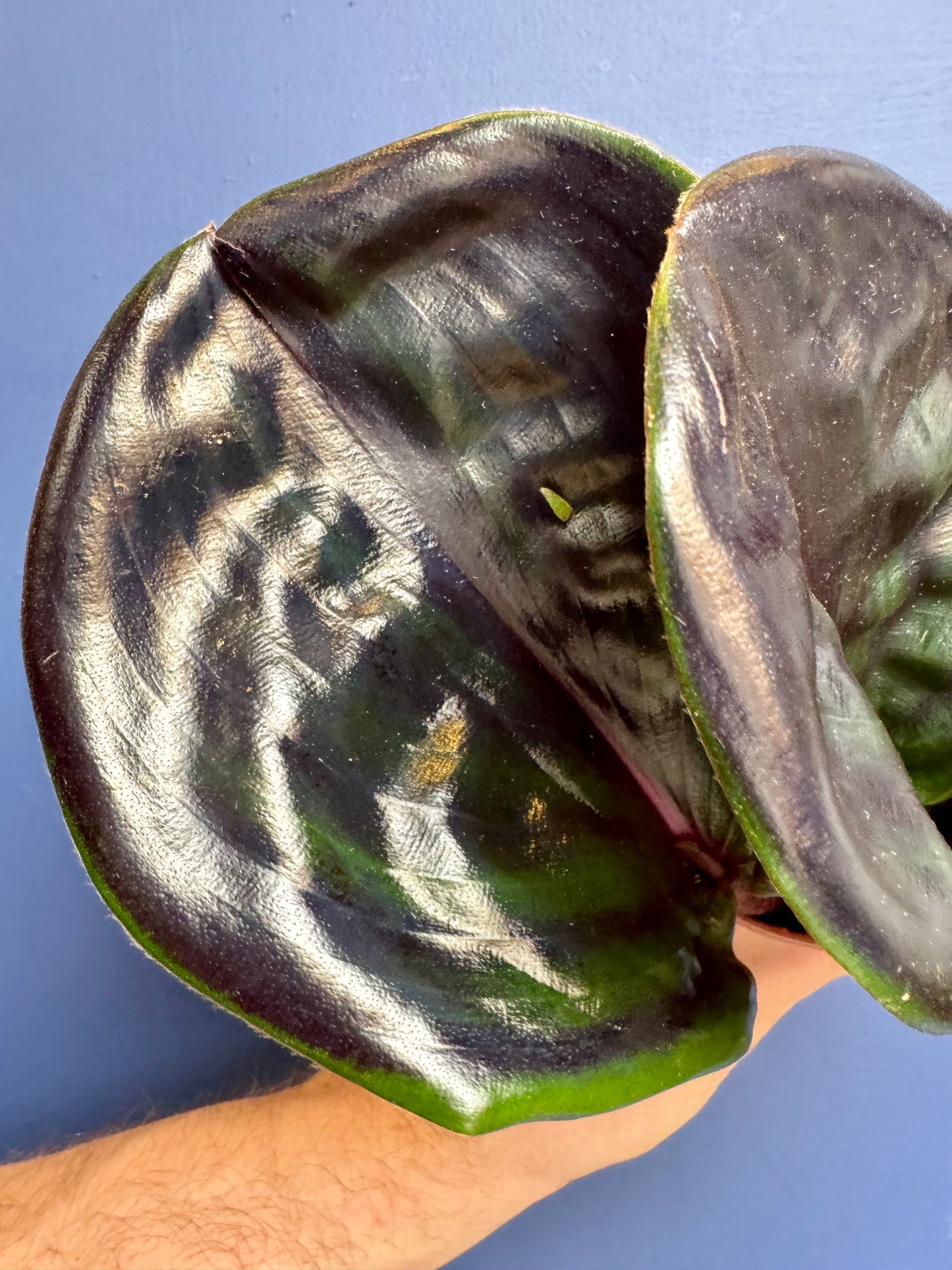 Geogenanthus Ciliatus Midnight Pearl - Jewel Plant