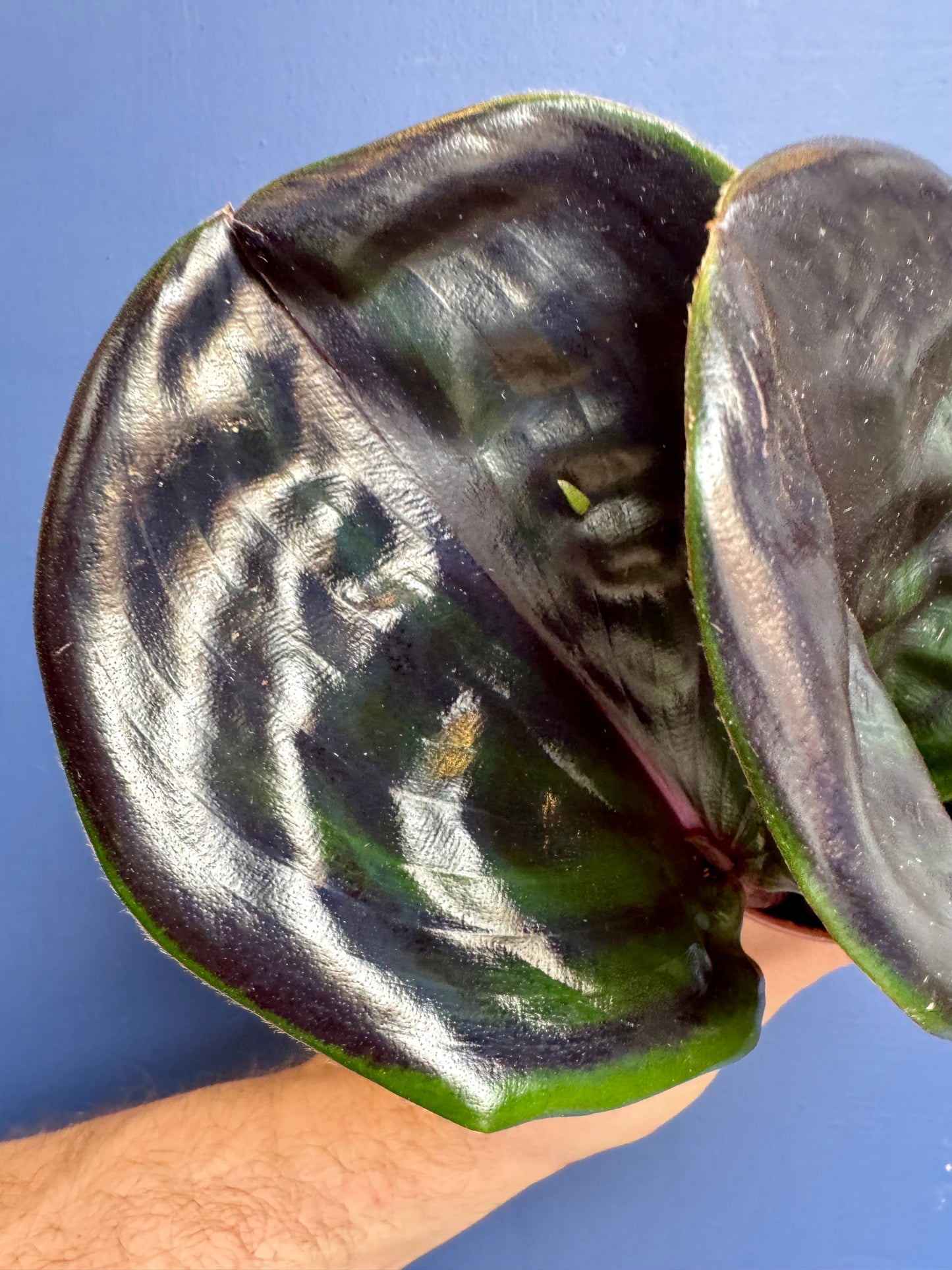 Geogenanthus Ciliatus Midnight Pearl - Jewel Plant